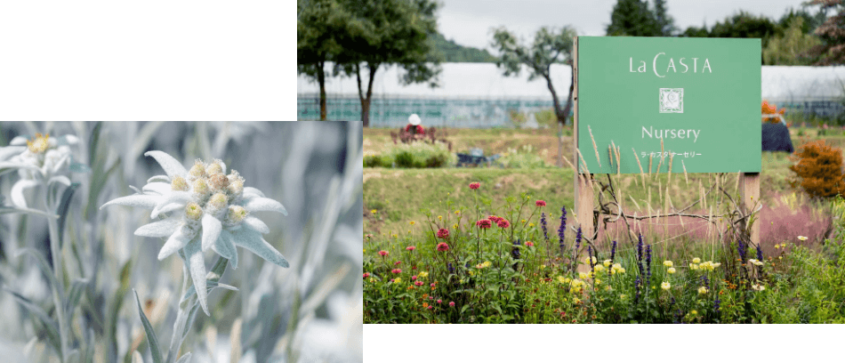 希少なエーデルワイスをひとつひとつ丁寧に栽培。