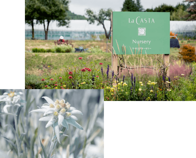 希少なエーデルワイスをひとつひとつ丁寧に栽培。