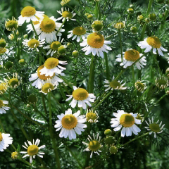 ローマカミツレ花油