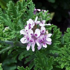 ゼラニウム（ニオイテンジクアオイ油）