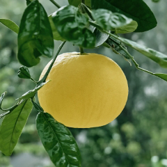 グレープフルーツ果皮油