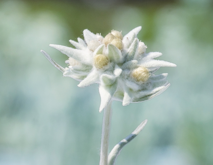 01 独自開発原料 オーガニックエーデルワイス花／葉／茎エキス