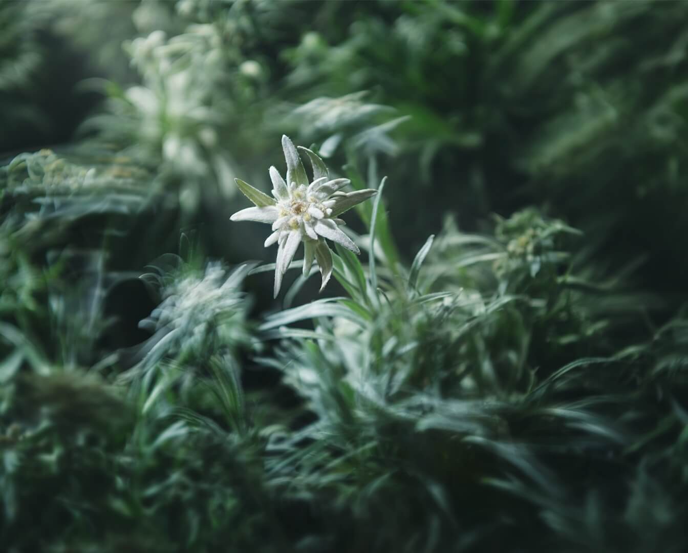 ゆるぎなき、美しさ。