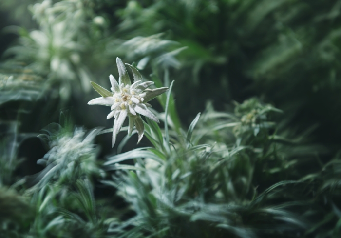 ゆるぎなき、美しさ。