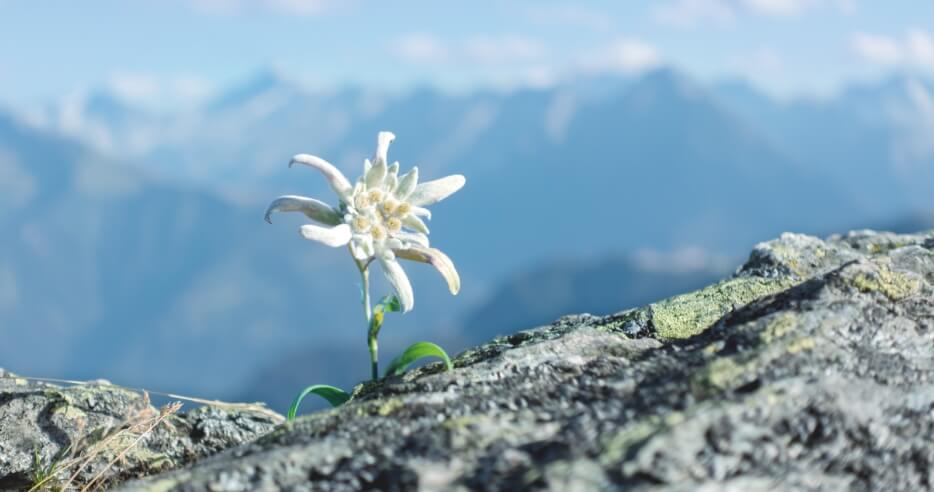 過酷な環境に負けないエーデルワイスに宿るたくましい生命力