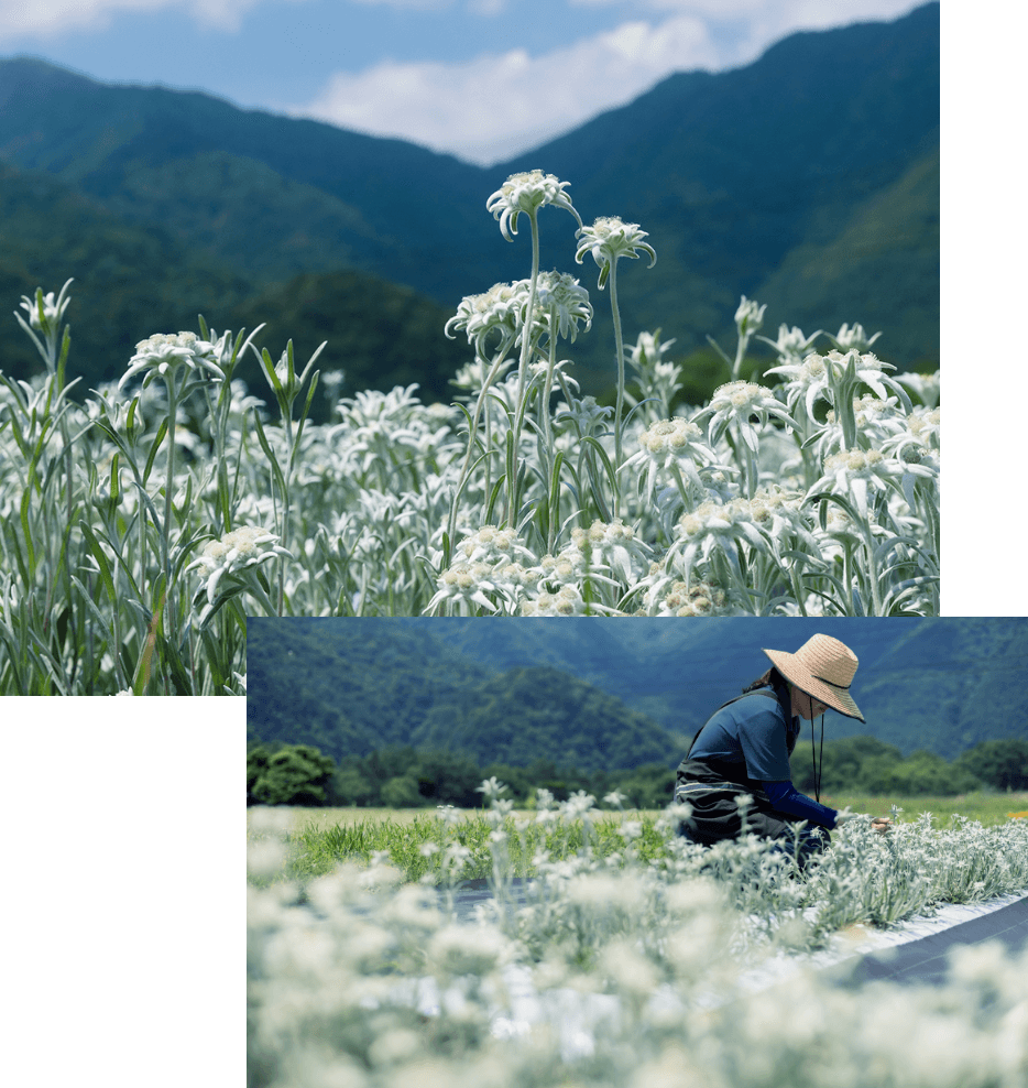 ラ・カスタの植物研究の賜物「自社栽培のエーデルワイス」
