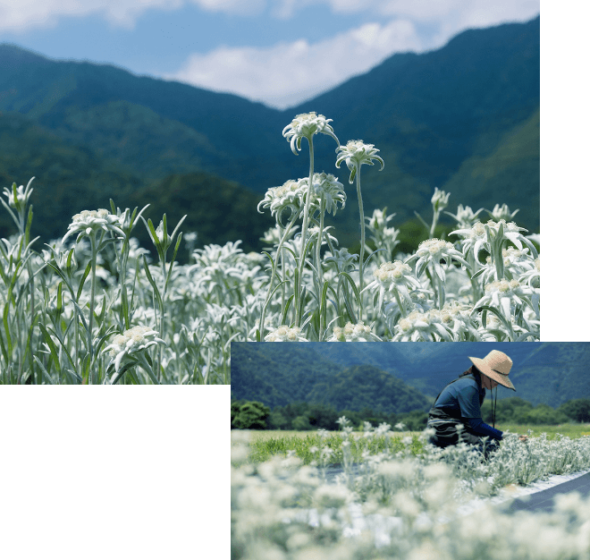 ラ・カスタの植物研究の賜物「自社栽培のエーデルワイス」