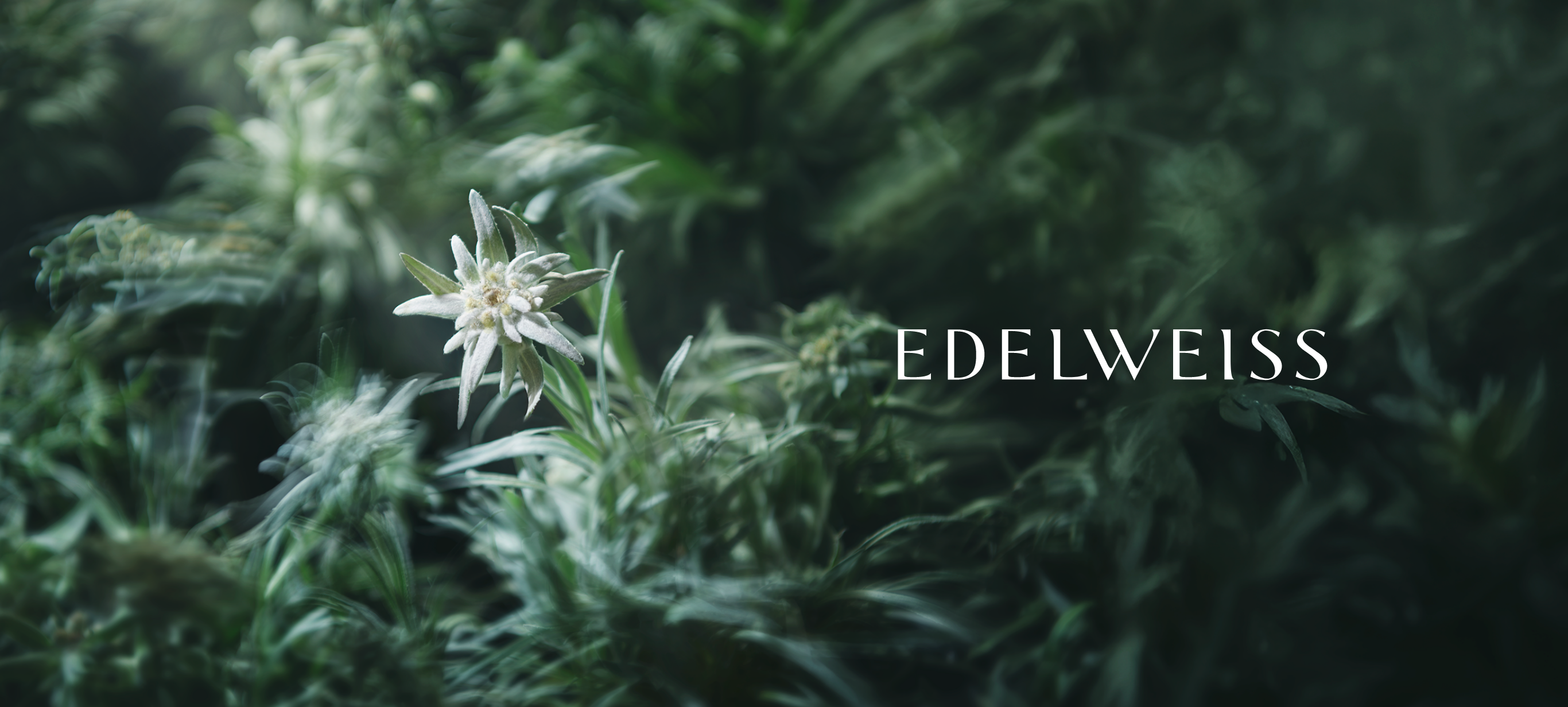 EDELWEISS