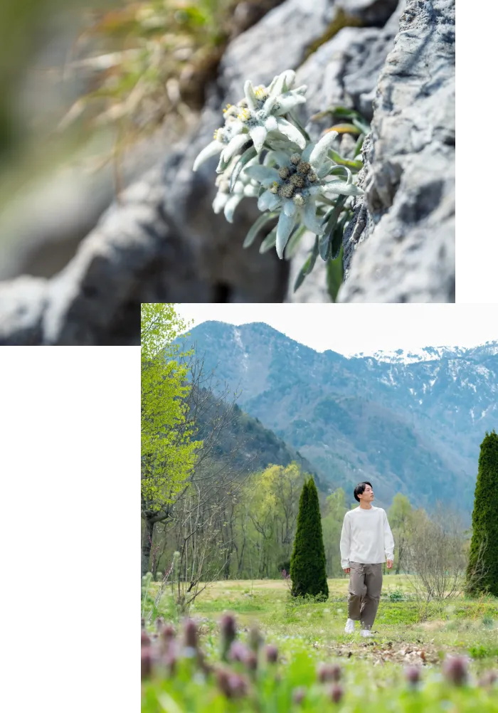 01_スイスの山頂で目にしたエーデルワイスの生命力