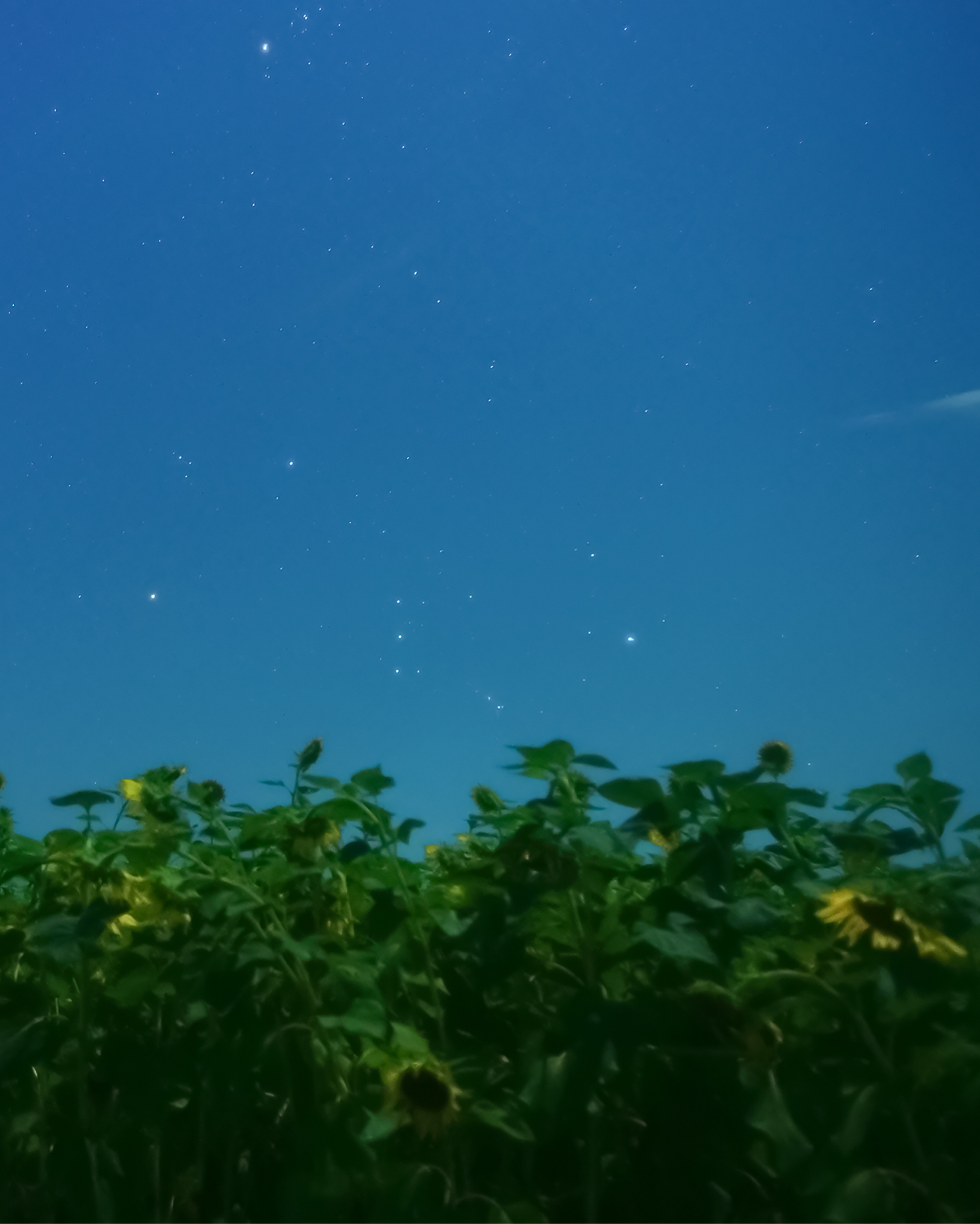夏の夜を、心地よく整える泡のひととき