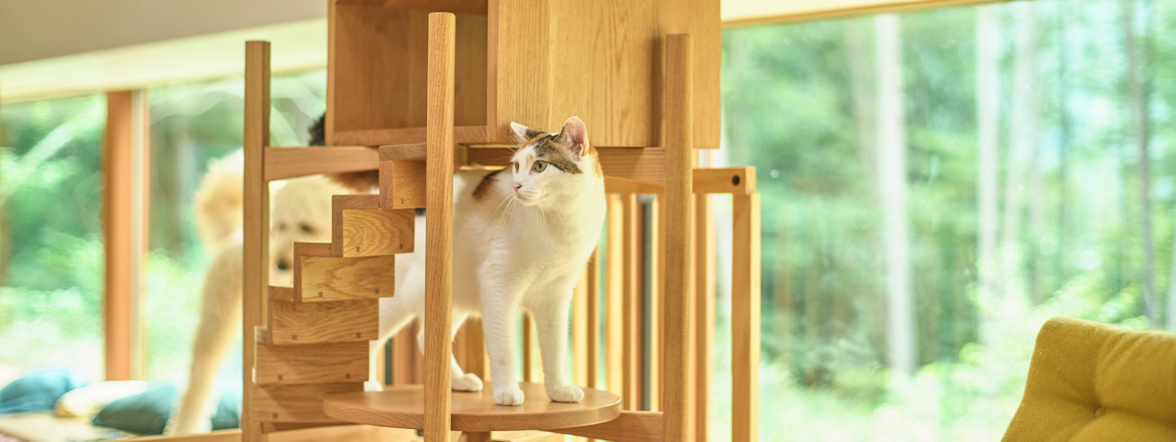 木のキャットタワーにいる猫