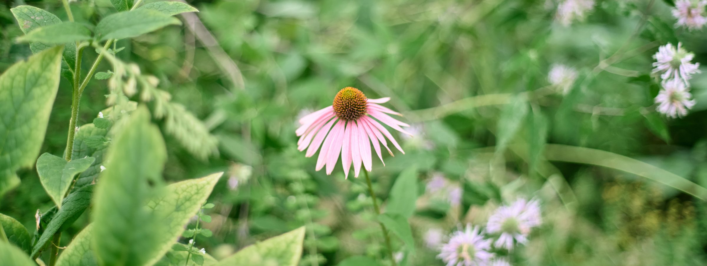 庭に咲くエキナセアの花