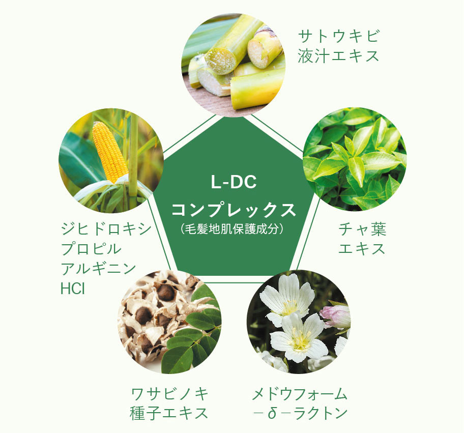 L-DCコンプレックス