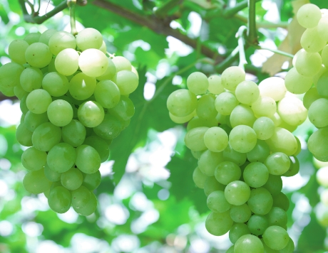 03 ブドウ果実エキス