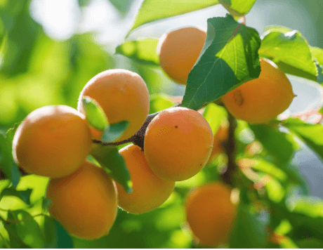 04 アンズ果実エキス