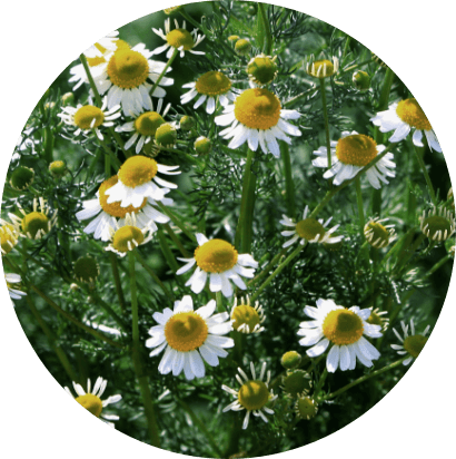 ローマカミツレ花油