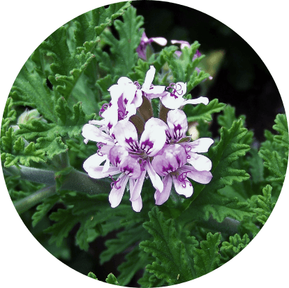 ゼラニウム（ニオイテンジクアオイ油）