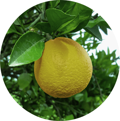 ベルガモット果実油