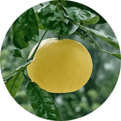 グレープフルーツ果皮油